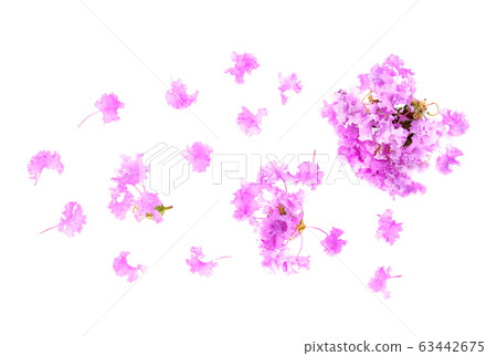 inthanin flowers,Cananga odorata on white inthanin flowers,Cananga odorata on white 63442675
