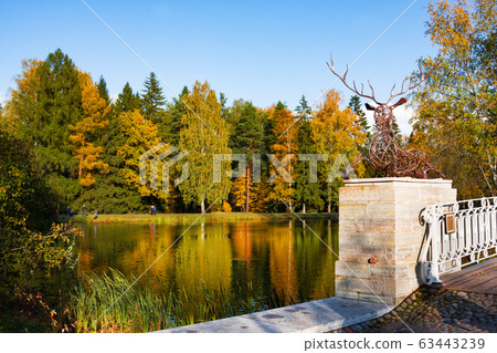 Autumn park, Slavyanka river and Deer`s bridge in sunny day. Pavlovsk. St. Petersburg. Russia Autumn park, Slavyanka river and Deer`s bridge in sunny day. Pavlovsk. St. Petersburg. Russia 63443239