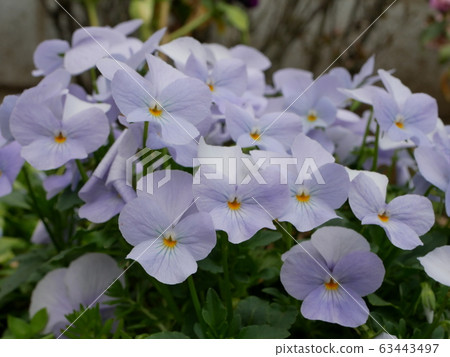 淡紫色的花朵 淡紫色的花朵 63443497