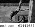 Tree trunk 63443685