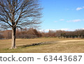 Tree and open space 63443687