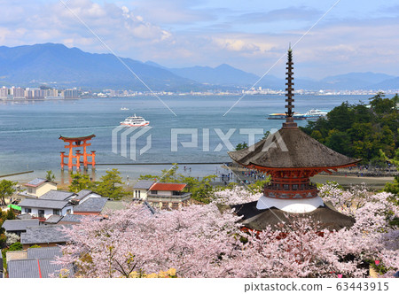 春季宮島的大鳥居和太保景色 春季宮島的大鳥居和太保景色 63443915
