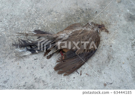 Dead bird 63444185