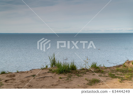 Russia. Saint-Petersburg. Grass and flowers grow on a sandy cliff above the Gulf of Finland in the area of the Fort Krasnaya Gorka  63444249