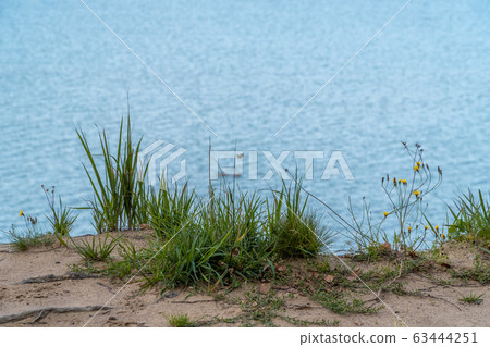 Russia. Saint-Petersburg. Grass and flowers grow on a sandy cliff above the Gulf of Finland in the area of the Fort Krasnaya Gorka Russia. Saint-Petersburg. Grass and flowers grow on a sandy cliff above the Gulf of Finland in the area of the Fort Krasnaya Gorka 63444251