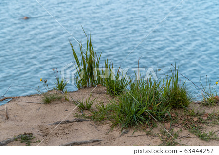 Russia. Saint-Petersburg. Grass and flowers grow on a sandy cliff above the Gulf of Finland in the area of the Fort Krasnaya Gorka Russia. Saint-Petersburg. Grass and flowers grow on a sandy cliff above the Gulf of Finland in the area of the Fort Krasnaya Gorka 63444252