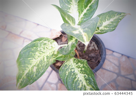 葉子植物 葉子植物 63444345