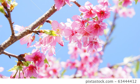 Hikanzakura Hikanzakura 63444412