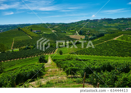 Vineyards on the hills in Piedmont province in Italy Vineyards on the hills in Piedmont province in Italy 63444413