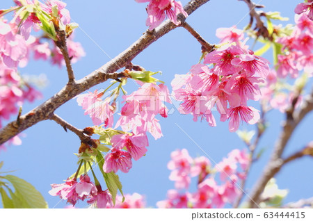 Hikanzakura 63444415