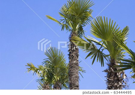 Shroud blue sky Shroud blue sky 63444495