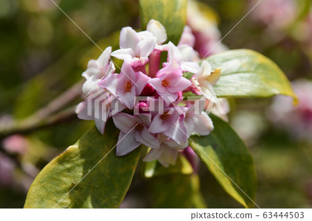 Shen flower flower Shen flower flower 63444503