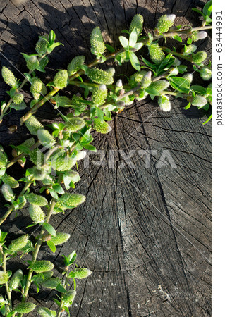 Creative top view willow tree blooming flowers 63444991