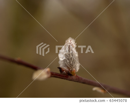 Pussy willow with frozen drops on a branch Pussy willow with frozen drops on a branch 63445078
