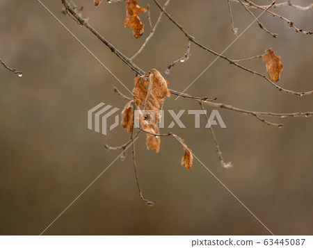 Single leaf on tree in autumn with raindrops Single leaf on tree in autumn with raindrops 63445087