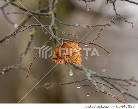 Single leaf on tree in autumn with raindrops 63445088