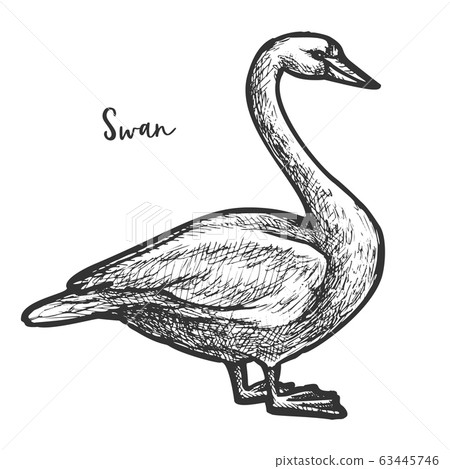 Sketch of white mute swan, wildlife cygnus Sketch of white mute swan, wildlife cygnus 63445746