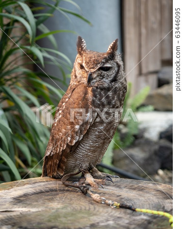 大角貓頭鷹 63446095