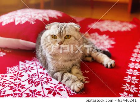 Cat lying on bed with red Christmas blanket 63446241