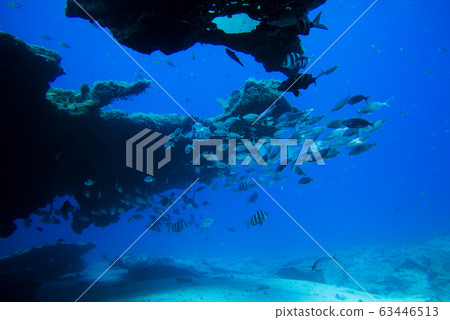 group of fishes swimming group of fishes swimming 63446513