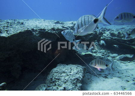 group of fishes swimming group of fishes swimming 63446566