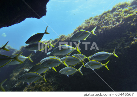group of fishes swimming group of fishes swimming 63446567