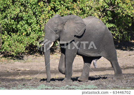 African Elephant (Chobe National Park) 63446702
