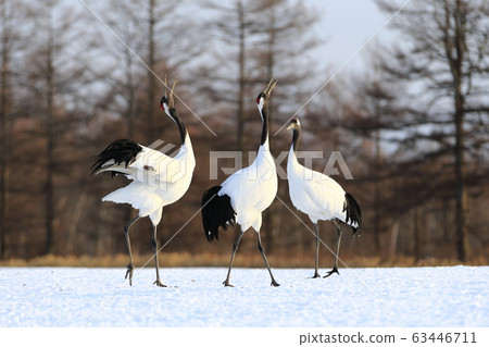 丹頂鶴 63446711