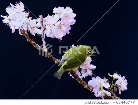 Garden customer white-eye Garden customer white-eye 63446777