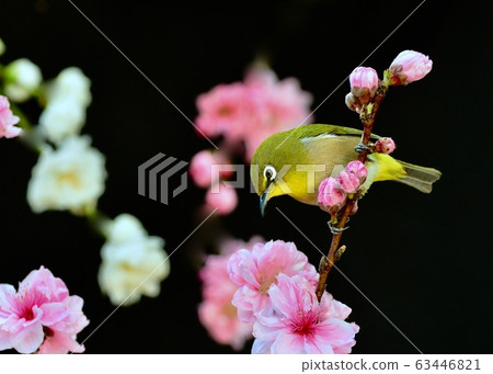 花園顧客白眼 花園顧客白眼 63446821