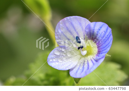 Persian speedwell Persian speedwell 63447798