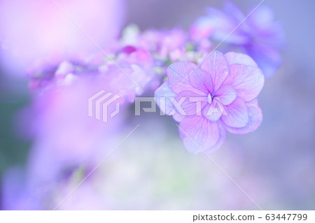 Hydrangea Hydrangea 63447799