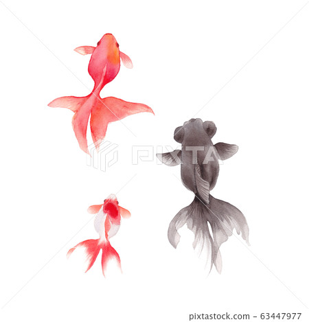 Watercolor illustration of three goldfish 63447977