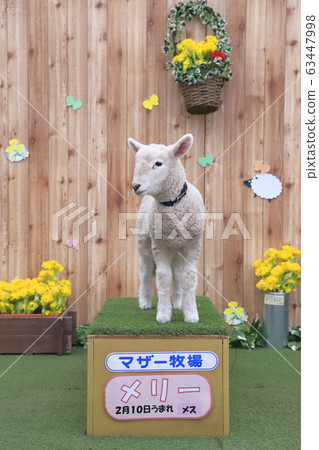 Spring Mother Farm: Baby Sheep Contact Photo Gallery Spring Mother Farm: Baby Sheep Contact Photo Gallery 63447998