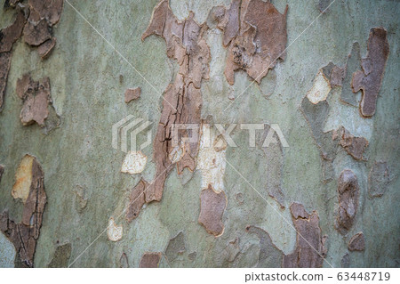 Sycamore bark background. Close up of Sycamore tree. Natural texture Sycamore bark background. Close up of Sycamore tree. Natural texture 63448719