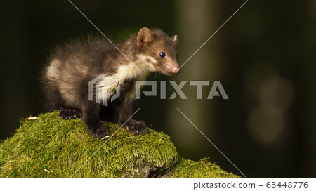 Baby beech marten standing rock covered in green moss inside forest 63448776