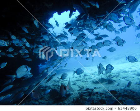 group of fishes swimming group of fishes swimming 63448906