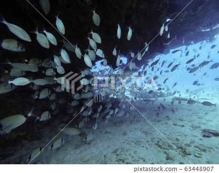 group of fishes swimming group of fishes swimming 63448907