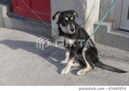 puppy cute animal young dog waiting portrait 63448954