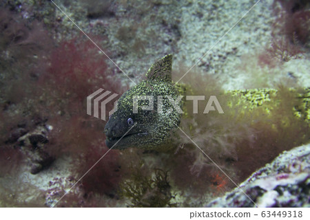 great moray 63449318