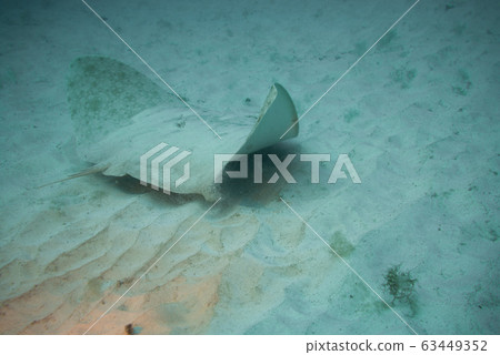 Round Stingray 63449352