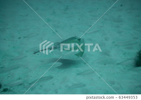 Round Stingray 63449353