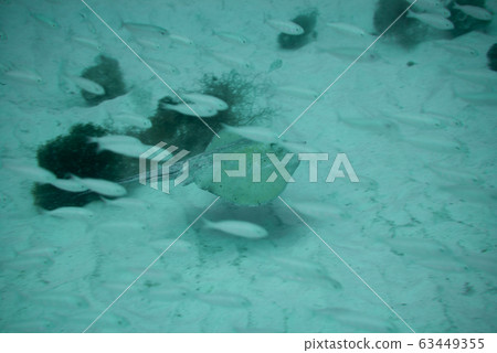Round Stingray 63449355