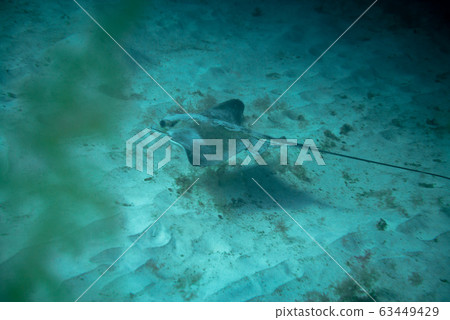 Round Stingray Round Stingray 63449429