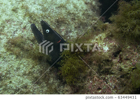 great moray 63449431