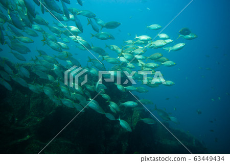 group of fishes swimming group of fishes swimming 63449434