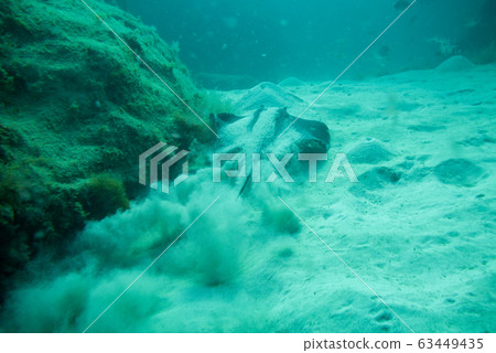 Round Stingray 63449435
