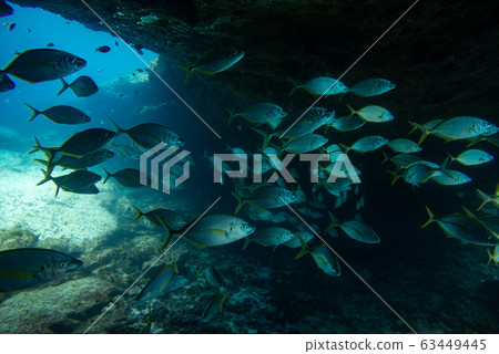 group of fishes swimming group of fishes swimming 63449445