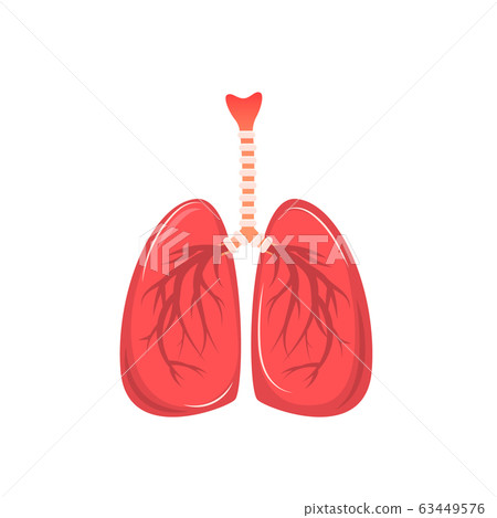 Human lungs isolated on a white background. Vector - Stock Illustration ...