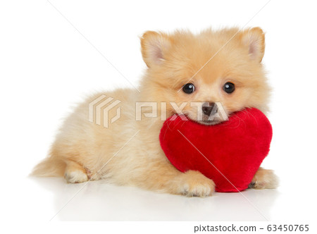 Pomeranian Spitz puppy with a red soft toy 63450765